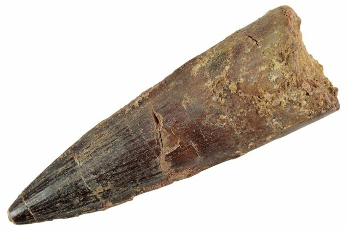 Fossil Spinosaurus Tooth - Real Dinosaur Tooth #367959